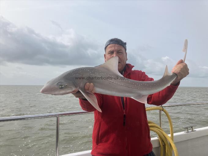 12 lb Starry Smooth-hound by Les