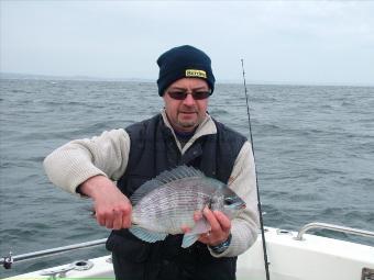 4 lb Black Sea Bream by Unknown