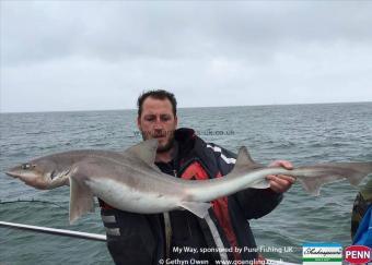 20 lb Starry Smooth-hound by Mark