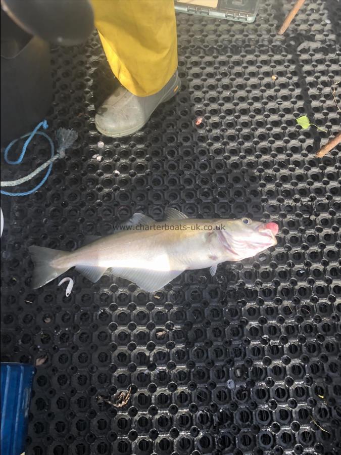 8 lb Pollock by Unknown