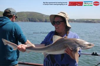 15 lb Starry Smooth-hound by Sue