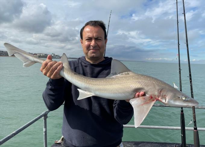 8 lb Starry Smooth-hound by Unknown