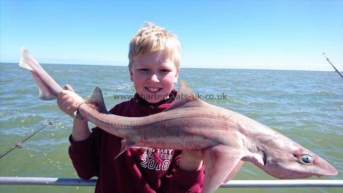 5 lb 9 oz Smooth-hound (Common) by Harry from Maidstone