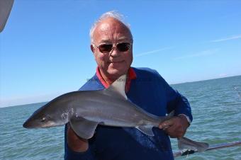 8 lb Starry Smooth-hound by Unknown