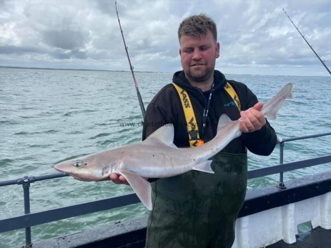 7 lb Smooth-hound by Unknown