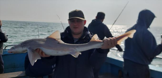 9 lb Smooth-hound (Common) by Neal