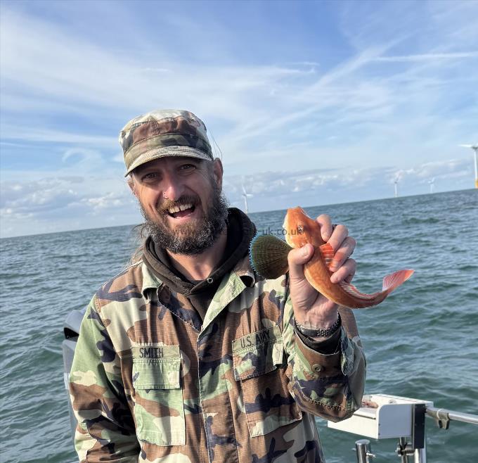 1 lb Tub Gurnard by Lloyd
