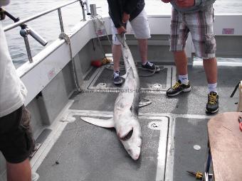 71 lb 5 oz Blue Shark by Unknown