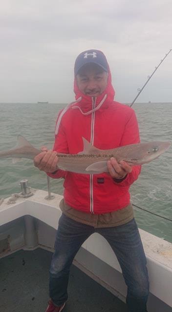 4 lb 5 oz Smooth-hound (Common) by John