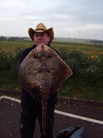 12 lb 2 oz Thornback Ray by Ron Aley