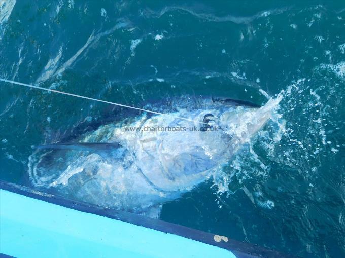 250 lb Bluefin Tuna by Unknown