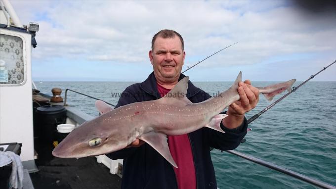 10 lb 2 oz Starry Smooth-hound by Dave from Kent