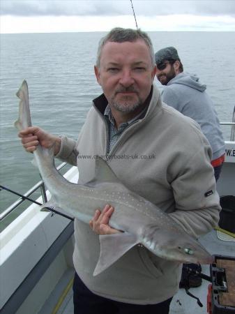 13 lb Starry Smooth-hound by steve