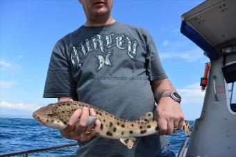 5 lb Bull Huss by Stephen Wake