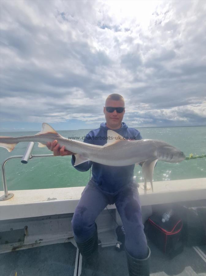 10 lb Smooth-hound (Common) by Jon