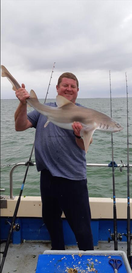 14 lb Starry Smooth-hound by Unknown