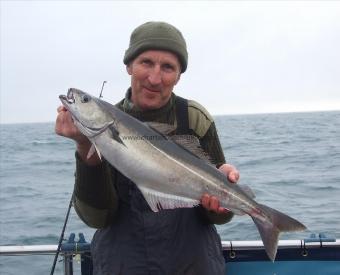 8 lb 3 oz Coalfish (Coley/Saithe) by Nigel Powis