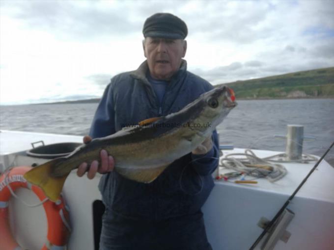 9 lb Pollock by Deckhand John