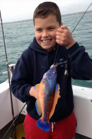 1 lb Cuckoo Wrasse by Finley Palmer