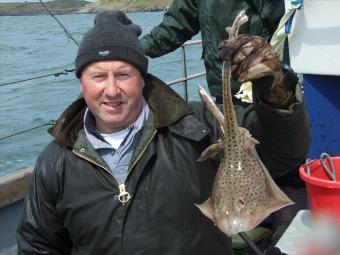 2 lb Spotted Ray by Unknown