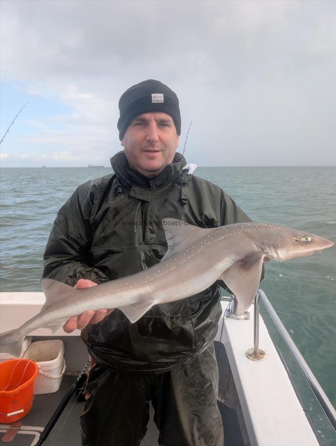 5 lb Starry Smooth-hound by Dave bambi