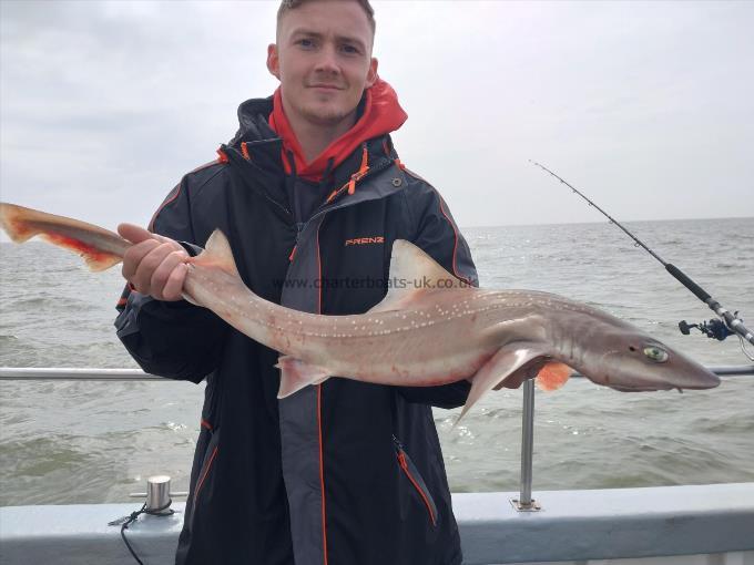 6 lb Starry Smooth-hound by Barry