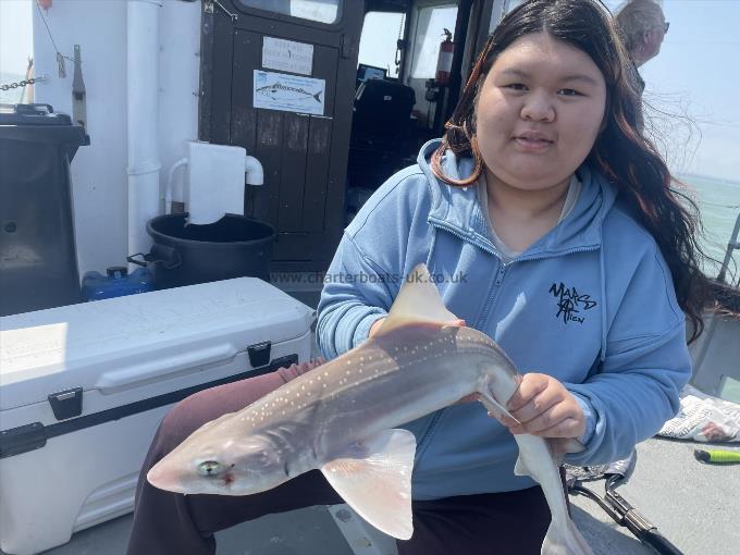 6 lb Smooth-hound by Unknown
