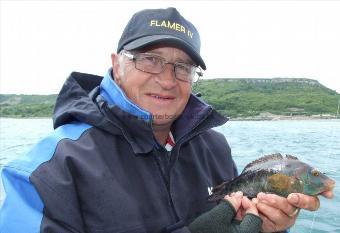 12 oz Corkwing Wrasse by Andy Collings