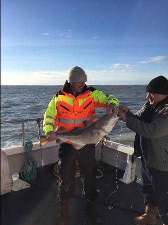 14 lb 8 oz Cod by Unknown