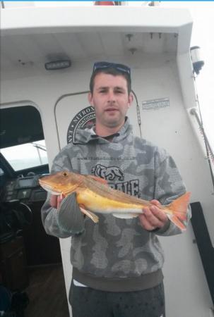 2 lb 8 oz Tub Gurnard by Unknown