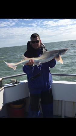 16 lb Starry Smooth-hound by Unknown