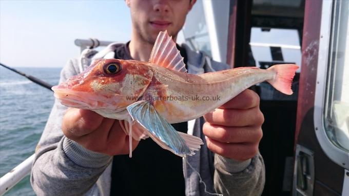 1 lb Tub Gurnard by Dan from Kent