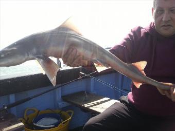 8 lb 1 oz Starry Smooth-hound by Peter