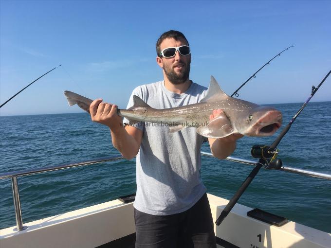 12 lb 2 oz Smooth-hound by Unknown