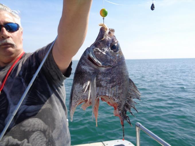 2 lb 12 oz Black Sea Bream by steves lunch