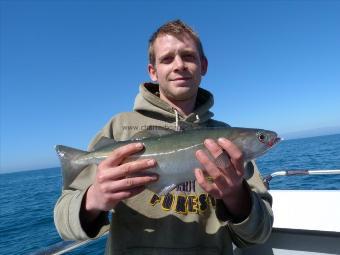 3 lb Coalfish (Coley/Saithe) by Unknown