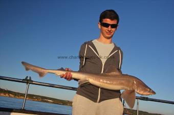 12 lb Starry Smooth-hound by Dan