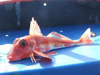 8 oz Red Gurnard by Unknown