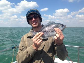 1 lb 5 oz Black Sea Bream by Unknown