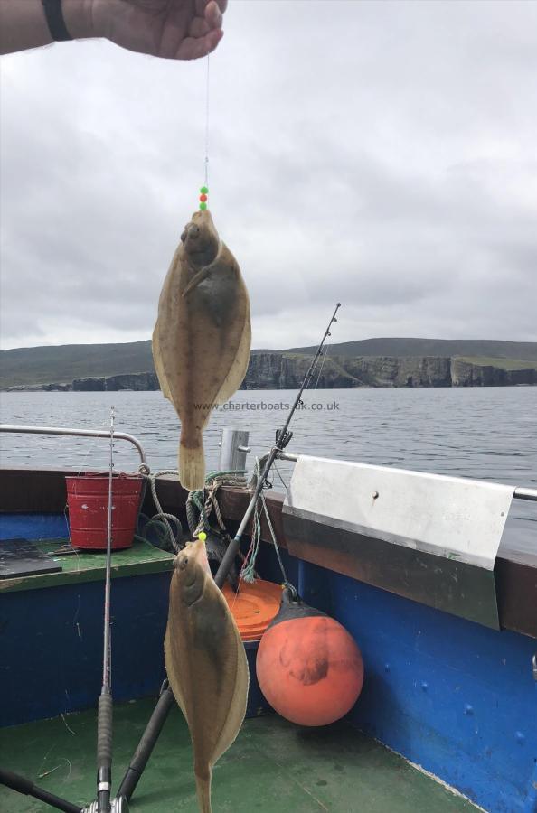 1 lb Flounder by Unknown