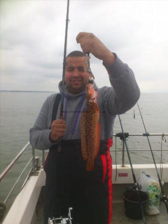 1 lb Shore Rockling by danny st clair