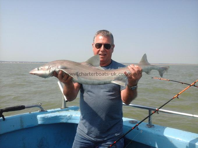 13 lb Smooth-hound (Common) by Wayne