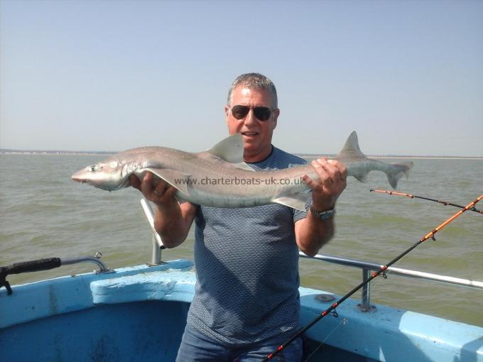 13 lb Smooth-hound by Wayne