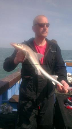 3 lb 9 oz Smooth-hound (Common) by dave from sheerness