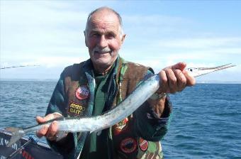 2 lb Garfish by Chris Rogers