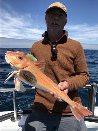 5 lb Tub Gurnard by Kevin McKie