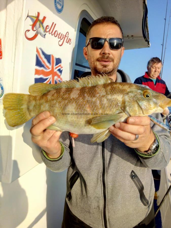 3 lb Ballan Wrasse by Sorin