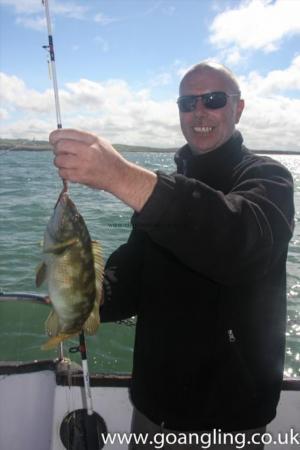 2 lb Ballan Wrasse by Mark