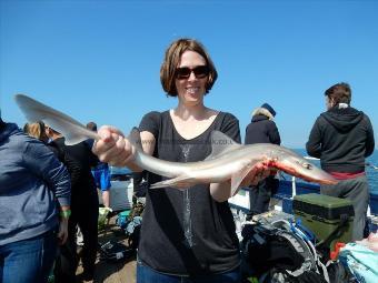 6 lb Smooth-hound (Common) by Unknown