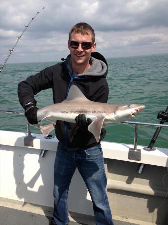 13 lb Starry Smooth-hound by Unknown